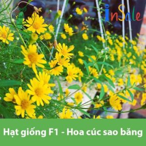 Hat giong F1 hoa cuc sao bang