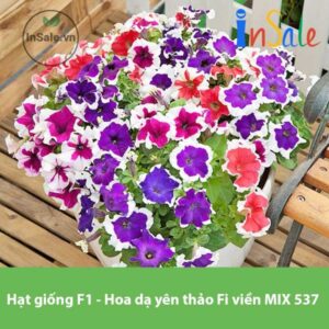 Hat giong F1 Hoa da yen thao Fi vien MIX 537