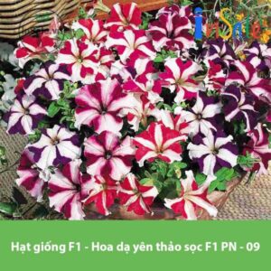 Hat giong F1 Hoa da yen thao soc F1 PN 09