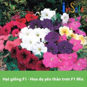 Hat giong F1 Hoa da yen thao tron F1 Mix PN 600