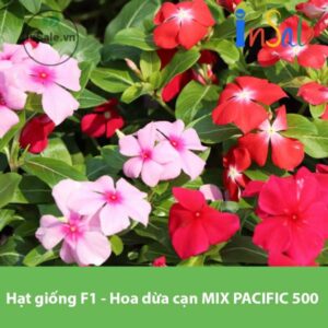 Hat giong F1 Hoa dua can MIX PACIFIC 500