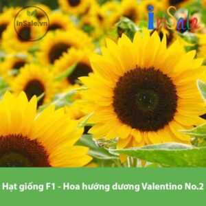 Hat giong F1 Hoa huong duong Valentino so 2