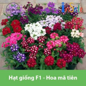 Hat giong F1 hoa ma tien