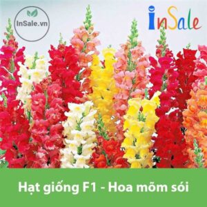 Hat giong F1 hoa mom soi