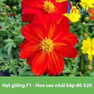 Hat giong F1 Hoa sao nhai kep do 520