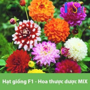 Hat giong F1 Hoa thuoc duoc MIX PN 12