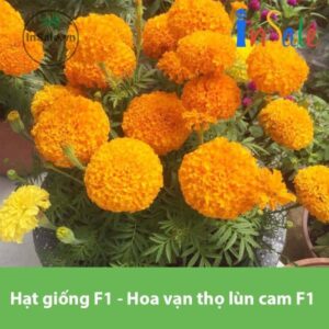 Hat giong F1 Hoa van tho lun cam F1 PN 102