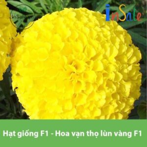 Hat giong F1 Hoa van tho lun vang F1 PN 101