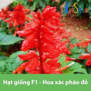 Hat giong F1 hoa xac phao do