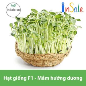 Hat giong F1 mam huong duong