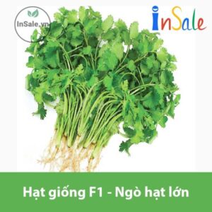 Hat giong F1 Ngo hat lona