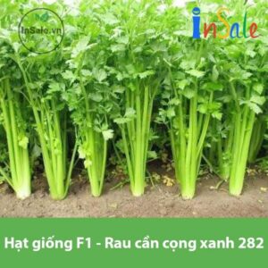 Hat giong F1 rau can cong xanh 282