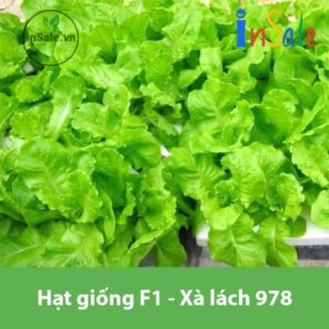 Hat giong F1 Xa lach 978