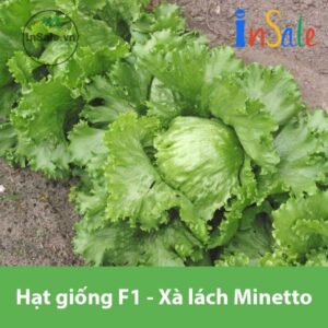 Hat giong F1 Xa lach Minetto