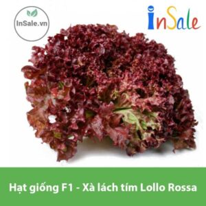 Hat giong F1 Xa lach tim Lollo Rossa