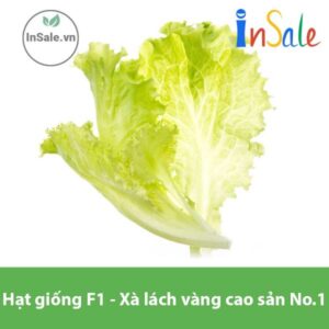 Hat giong F1 Xa lach vang cao san No.1