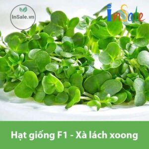 Hat giong F1 Xa lach