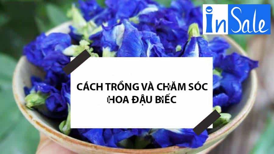 Cách trồng và chăm sóc hoa đậu biếc