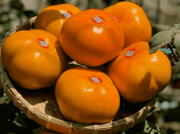 Hồng Fuji Trung Quốc