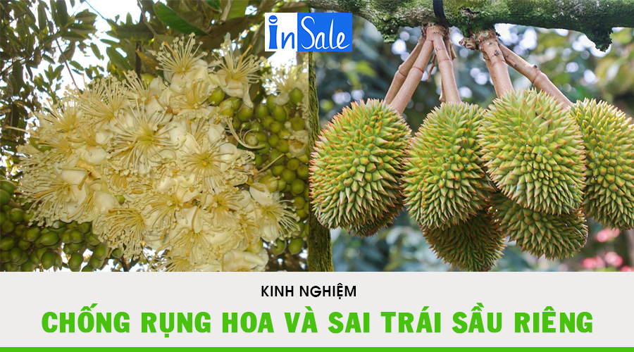 Kinh nghiệm chống rụng hoa và sai trái sầu riêng