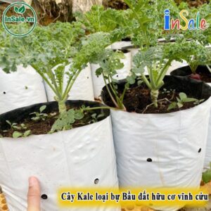 Cây Giống Cải Xoăn Kale Ươm Hữu Cơ - Cây BỰ