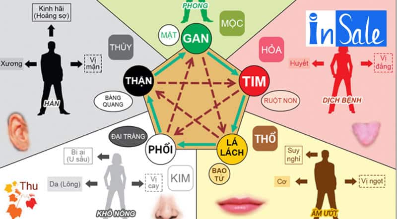 Lục phủ ngũ tạng