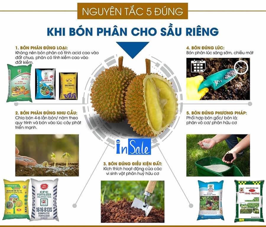 Nguyên tắc khi bón phân cho cây sầu riêng