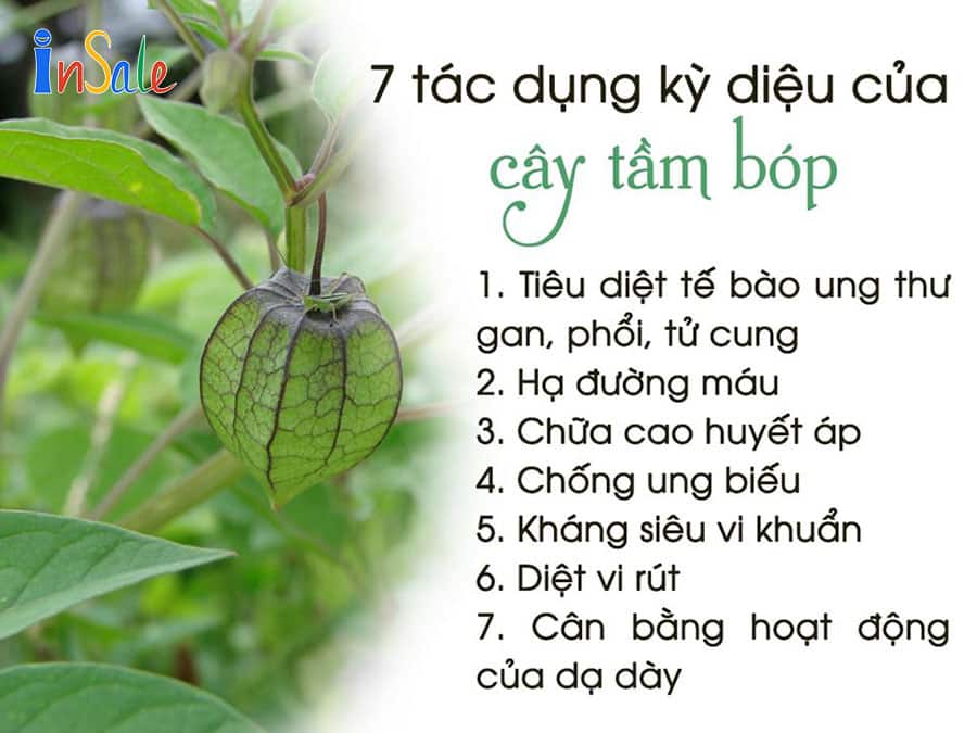 Tác dụng của cây tầm bóp với sức khỏe