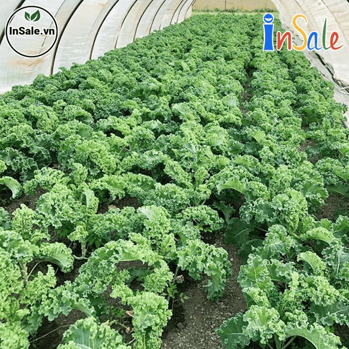 Vườn cải xoăn Kale của InSale tại Kale Farm